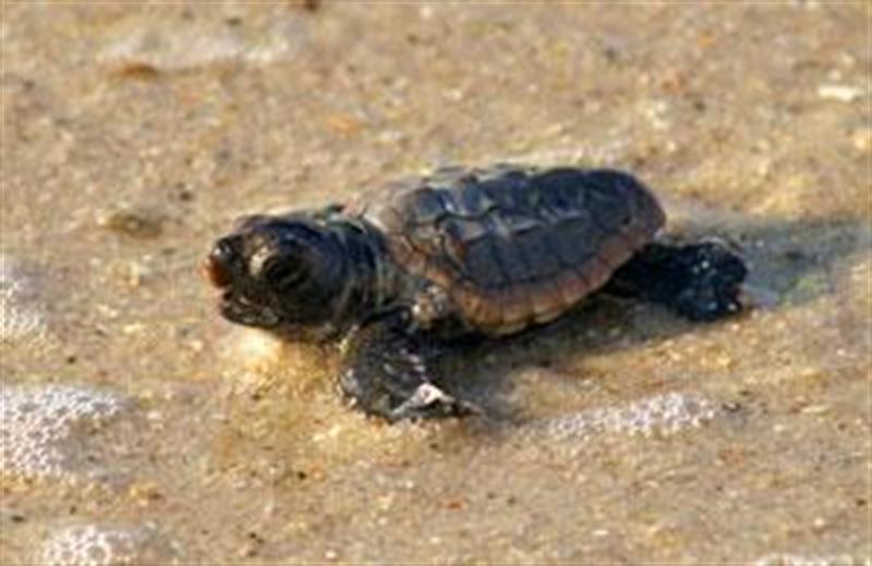 Image for Things To Do Walk With Sea Turtles